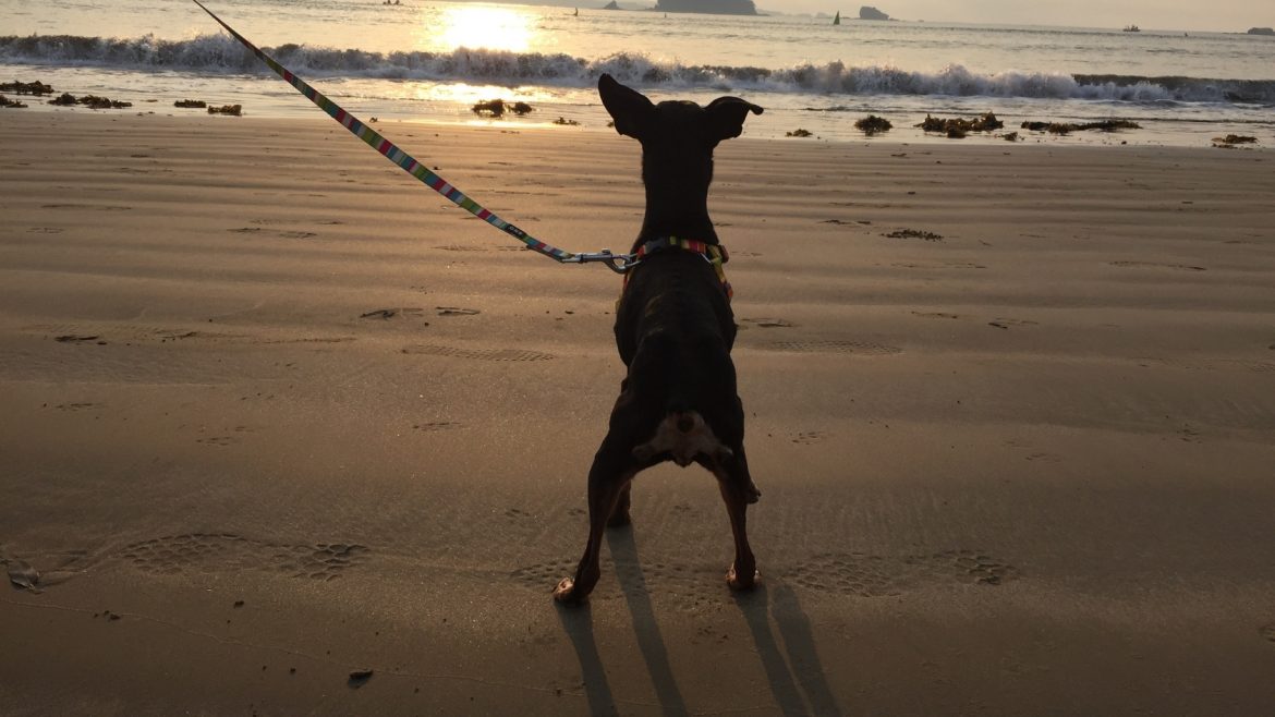 All’Hotel Marina i cani sono ammessi in acqua e il servizio spiaggia è gratuito