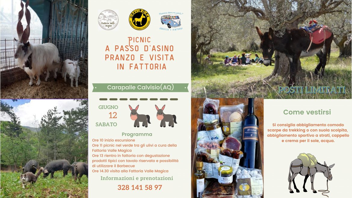 Picnic a passo d’asino con pranzo e visita in Fattoria