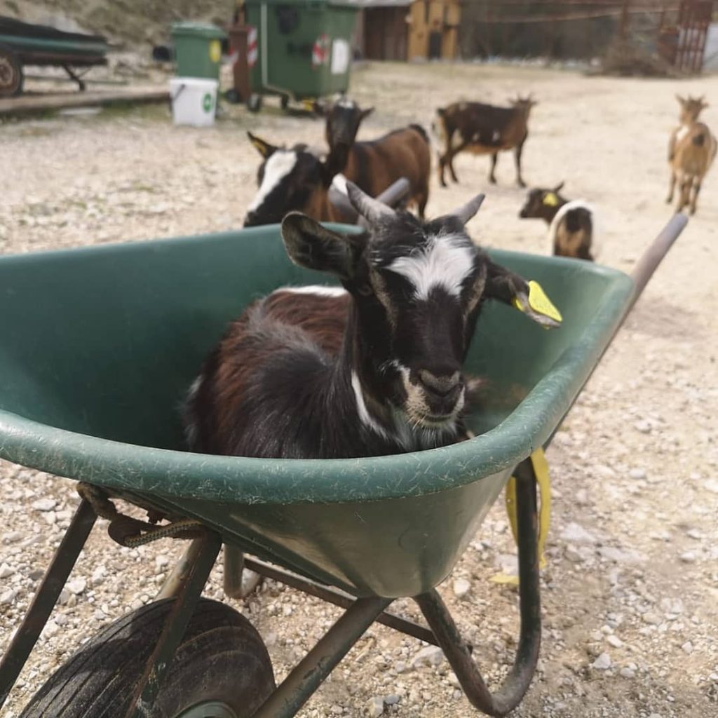 Caprette dell'azienda agricola Rachele Intini