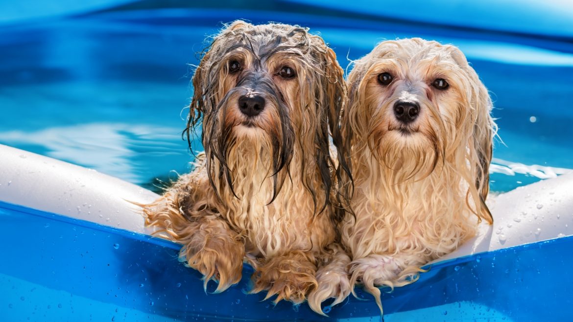 Piscina dedicata ai cani e Dog Menu da Hotel Marina a Roseto degli Abruzzi