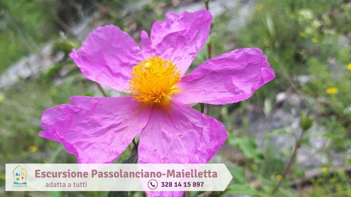 Escursione a Passo Lanciano Maielletta adatta a tutti