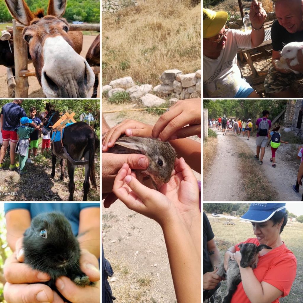 animali della fattoria valle magica