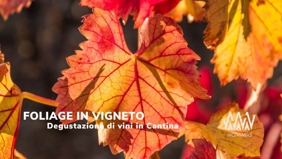 Foliage fotografico a Fonte Romana tra i vigneti con degustazione