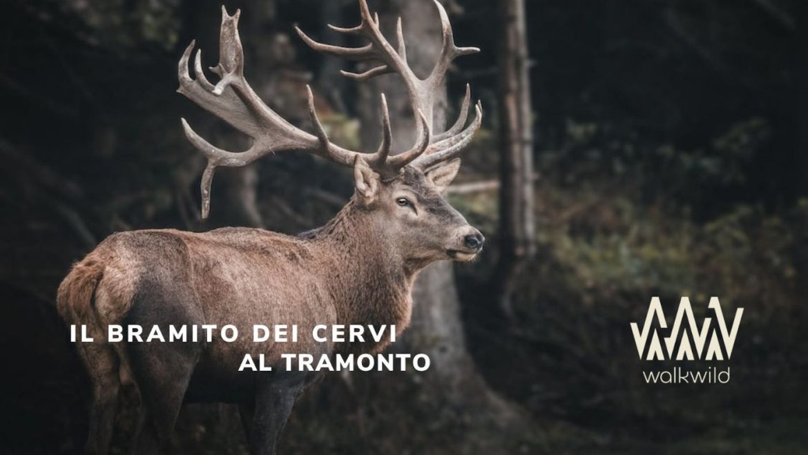 Escursione al bramito dei cervi a Decontra con cena in agriturismo