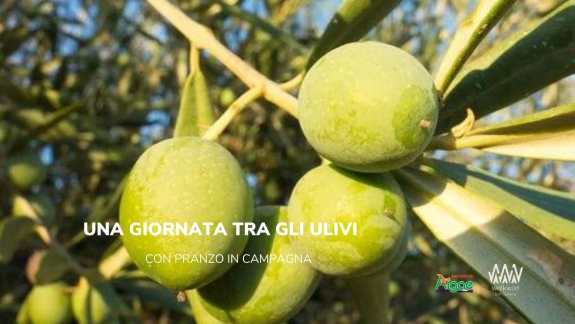 Raccolta delle olive per bambini tra il Gran Sasso e la Maiella con pranzo