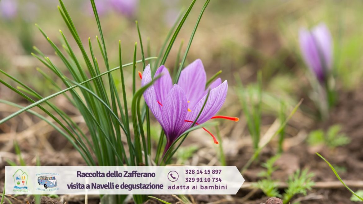 Raccolta dello Zafferano a Navelli, visita al borgo e degustazione