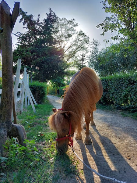 Attività che si svolgeranno al Campo estivo a Ortonaper bambini e ragazzi