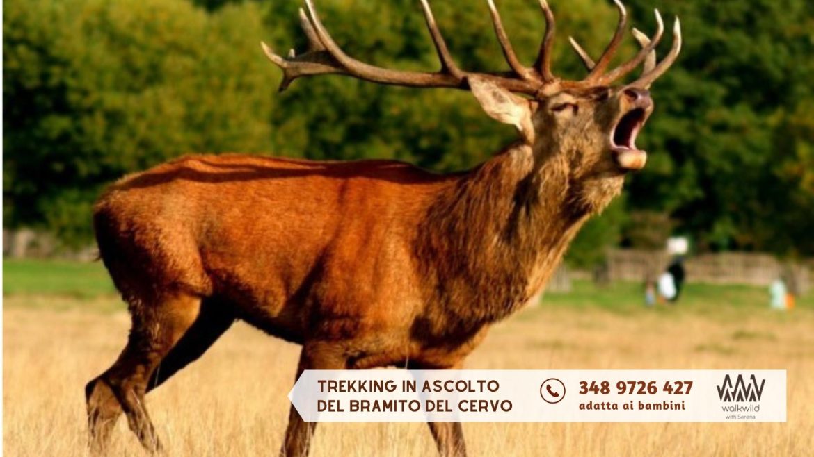 Trekking in ascolto del bramito del cervo da Decontra