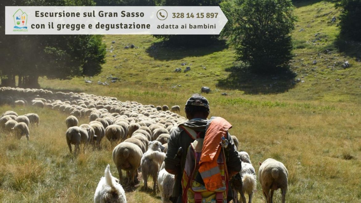 Escursione sul Gran Sasso con il gregge e degustazione adatta ai bambini