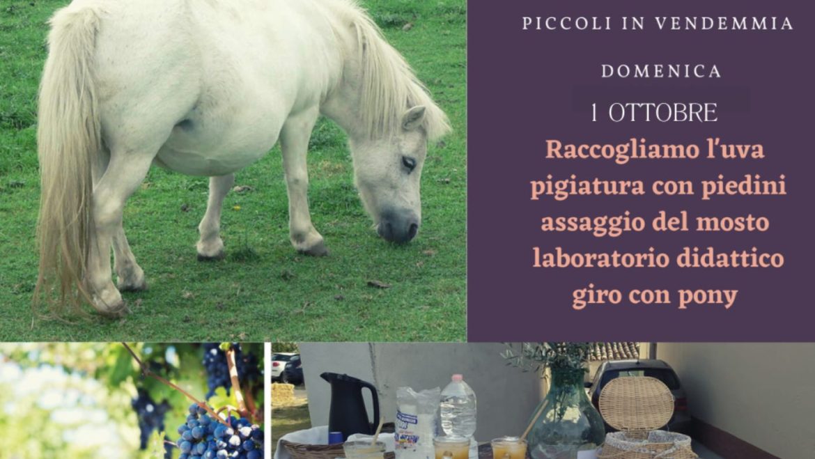 Vendemmia per famiglie a Catignano con pigiatura e picnic
