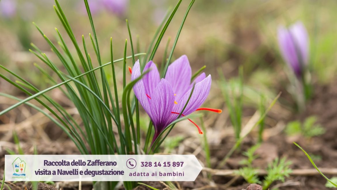 Raccolta dello zafferano in Abruzzo sfioratura e visita al borgo di Navelli
