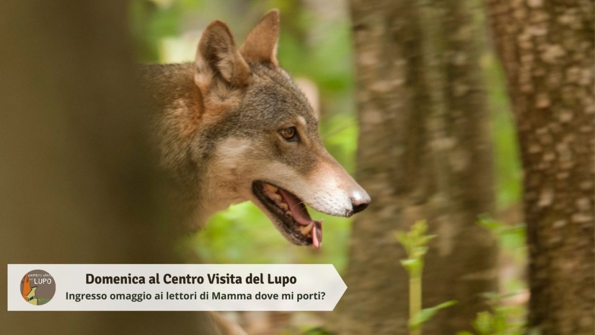 Domenica al Centro Visita del Lupo a marzo con omaggio ai lettori del blog