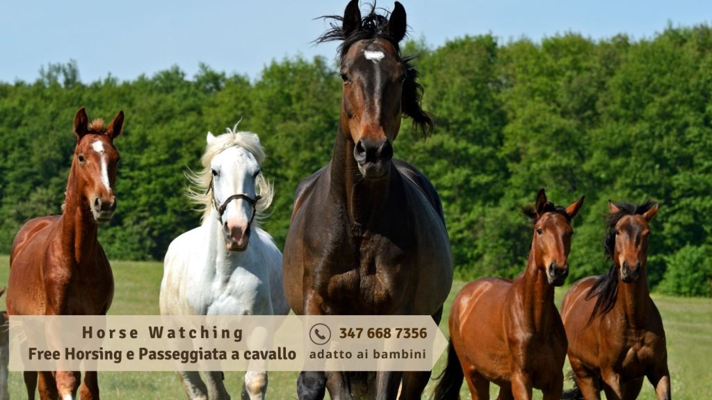 Riconoscimento e raccolta erbe spontanee a Pianella con aperitivo finale
