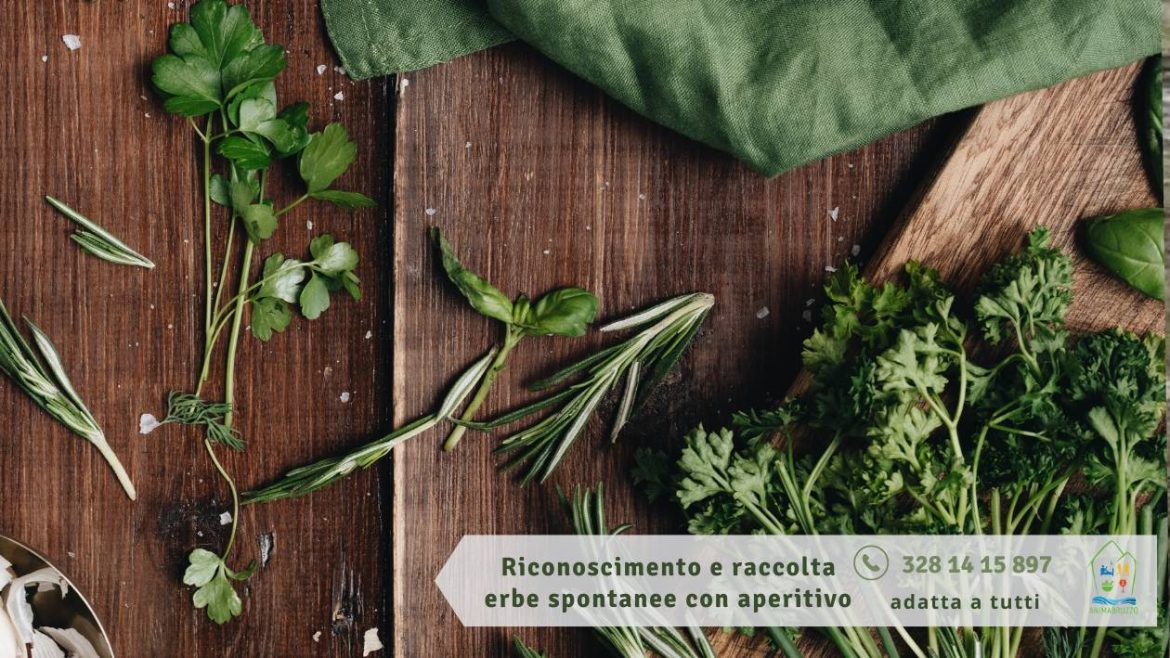 Riconoscimento e raccolta erbe spontanee a Pianella con aperitivo finale