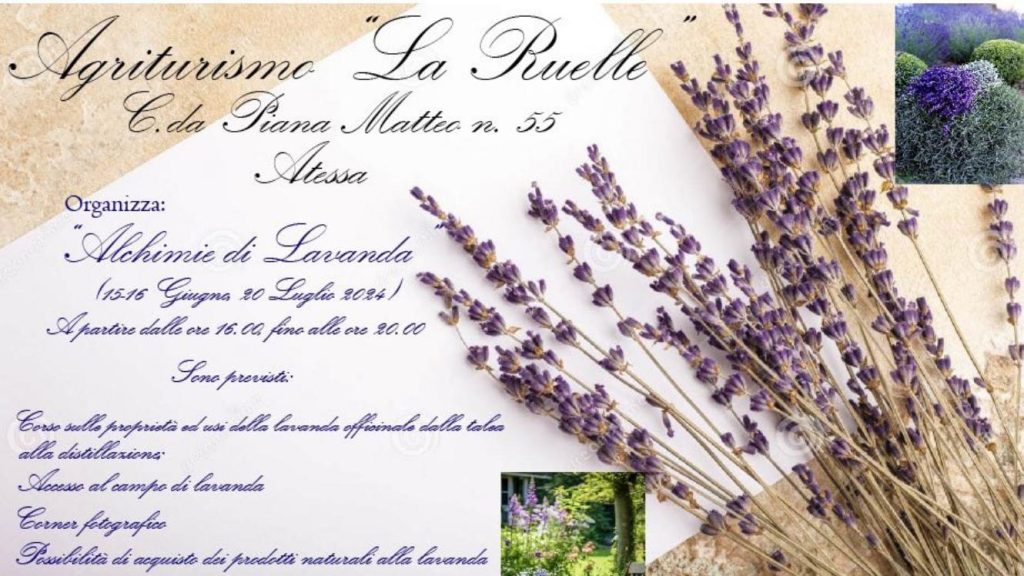 Corso sulle proprietà della lavanda ad Atessa con accesso al campo e foto in provincia di Chieti