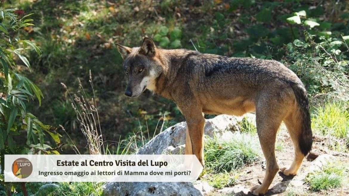 Estate al Centro Visita del Lupo con omaggio ai lettori del blog