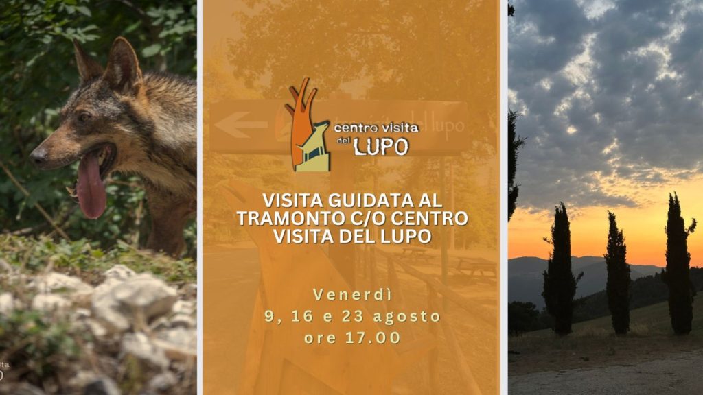Centro Visita del Lupo a Popoli visita ai lupi al tramonto con omaggio ai lettori del blog