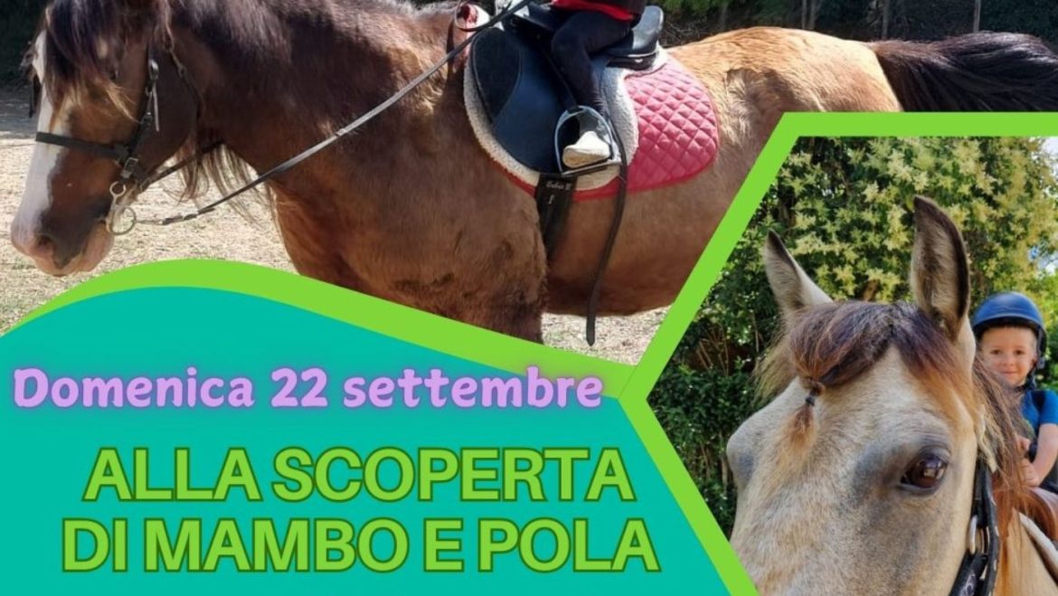 Avvicinamento di pony e cavalli a Ortona da Circolo Ippico Rangers Experience