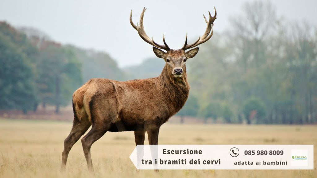 Escursione tra i bramiti dei cervi