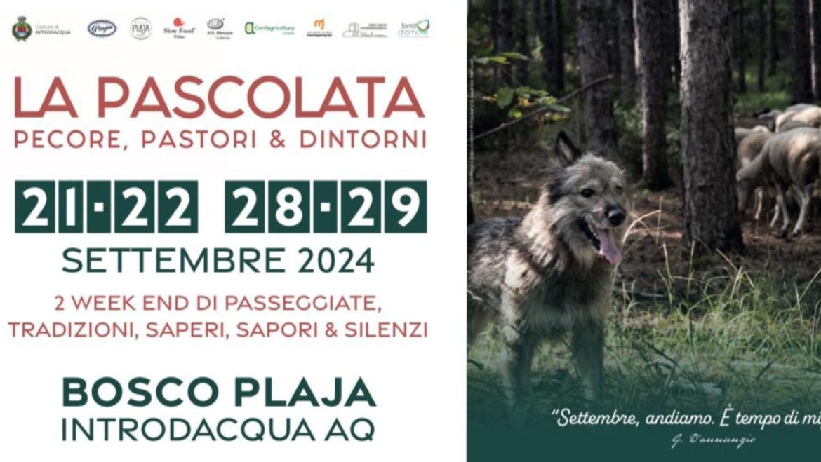 La Pascolata a Introdacqua pecore, pastori e dintorni