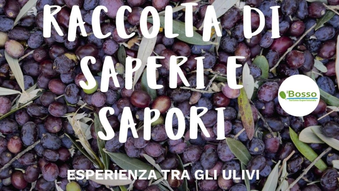 Raccolta delle olive nella Valle del Tirino con pranzo di Il Bosso