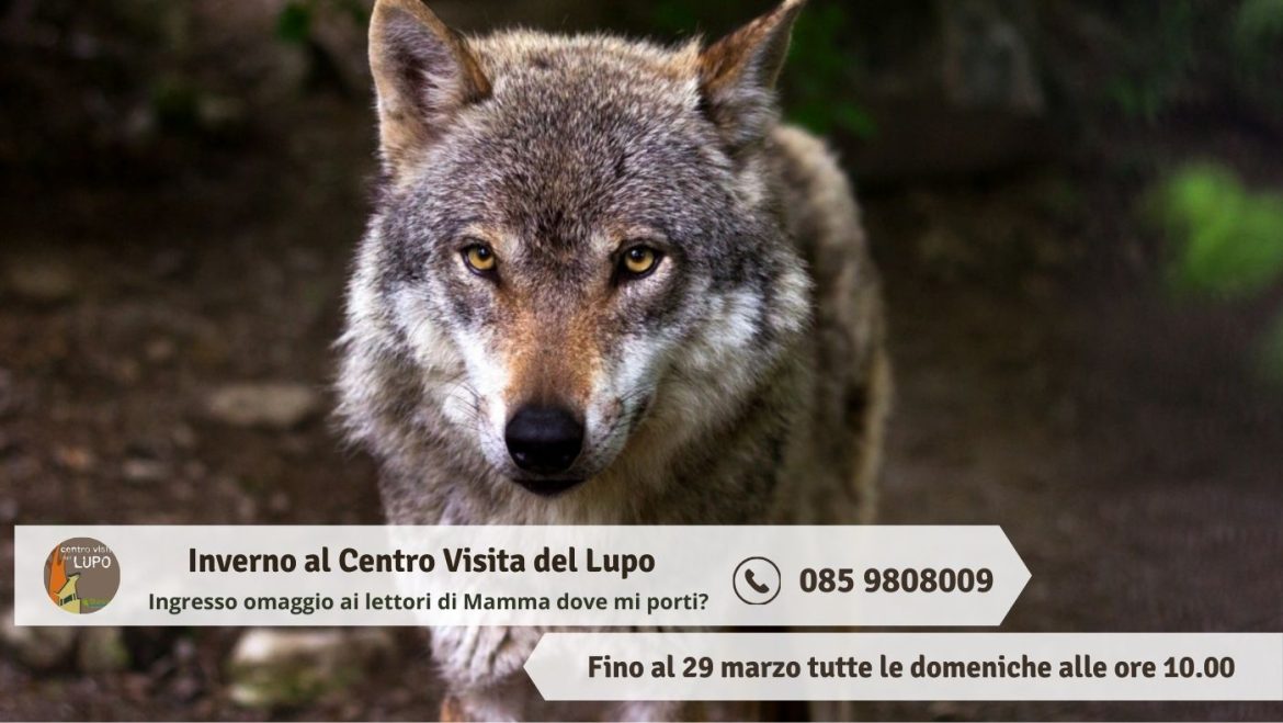 Area Faunistica del Lupo a Popoli le aperture invernali con omaggio ai lettori del blog