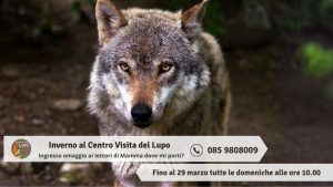 Area Faunistica del Lupo a Popoli le aperture invernali con omaggio ai lettori del blog