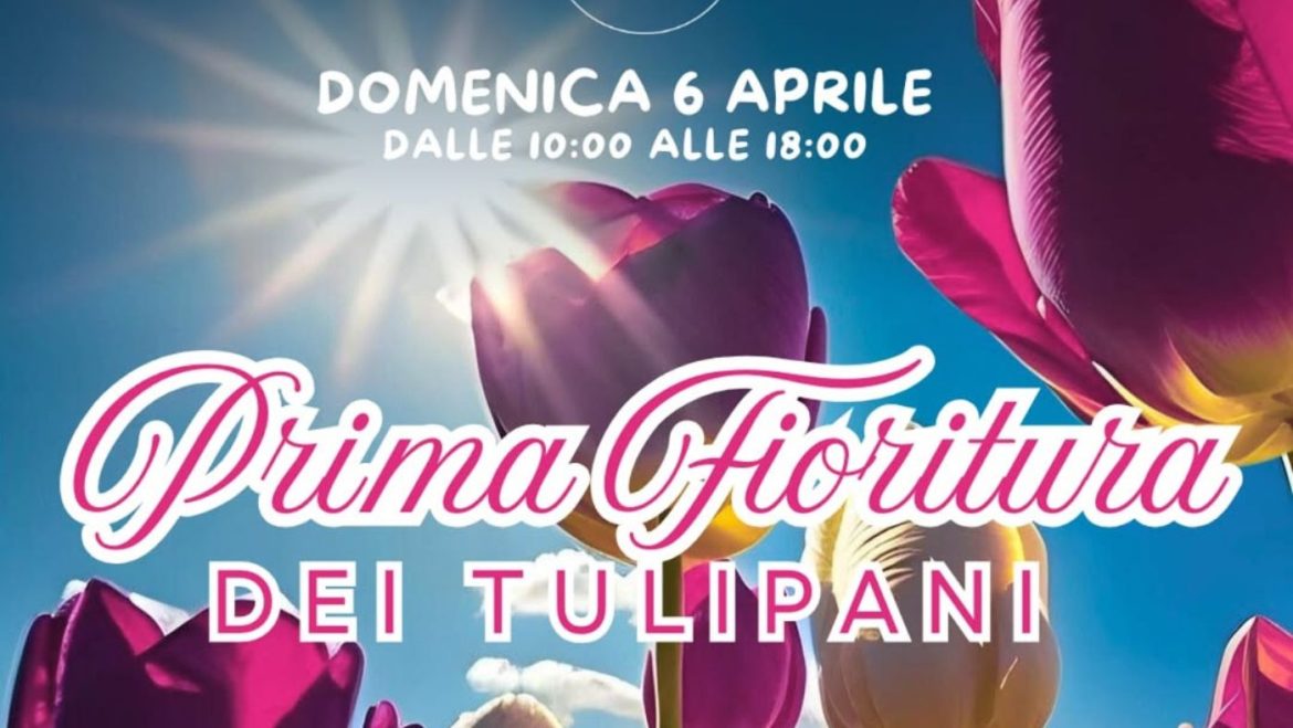 Prima fioritura dei tulipani a Cellino Attanasio da Tenuta Lorisse
