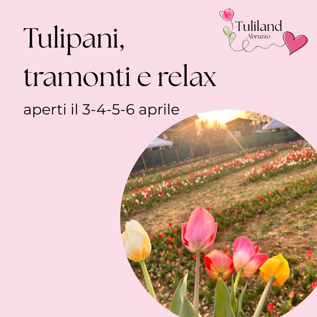 Tulipani Bellante