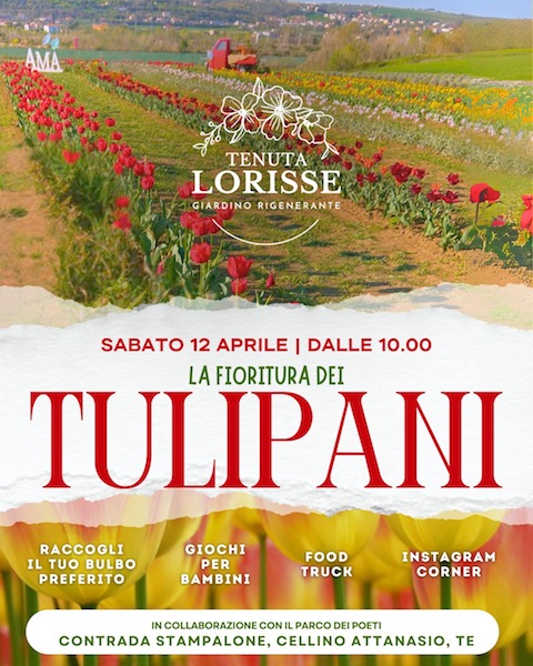 Prima fioritura dei tulipani a Cellino Attanasio da Tenuta Lorisse