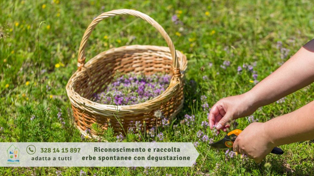 Erbe spontanee a Moscufo riconoscimento, raccolta e degustazione