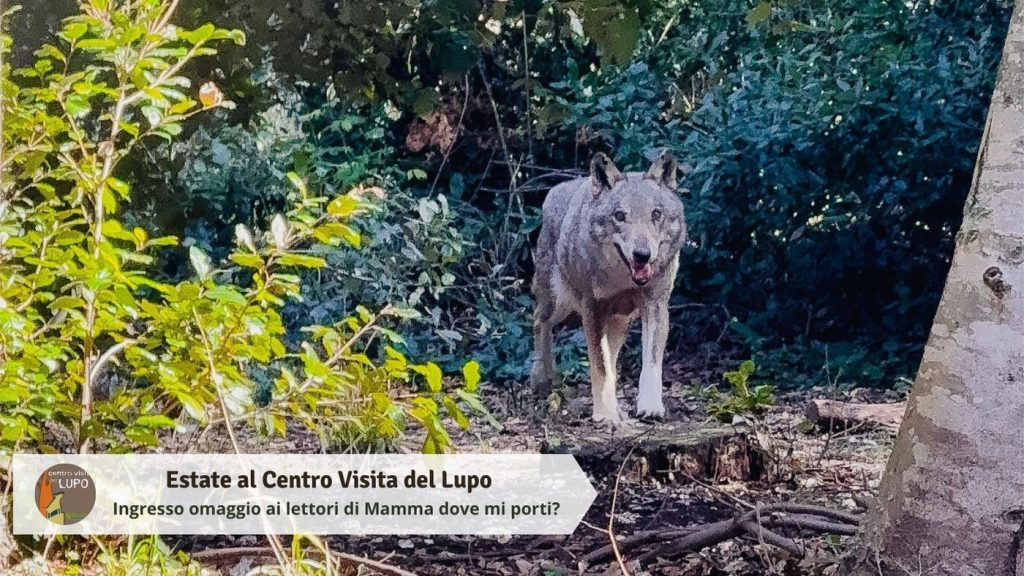 Centro Visita del Lupo a Popoli Terme aperto tutti i giorni fino a settembre