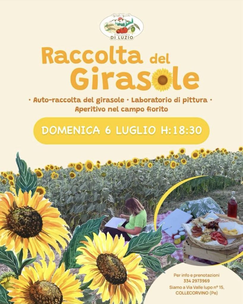 Campo di Girasoli in Abruzzo a Collecorvino con raccolta, aperitivo cenato e laboratorio