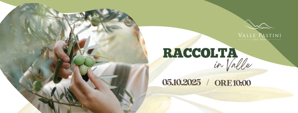 Raccolta in Valle a Civitella Casanova la raccolta delle olive per tutti