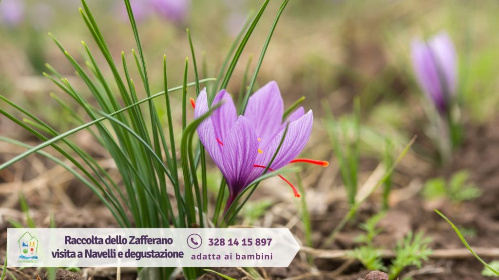 Raccolta dello zafferano 2025 a Navelli