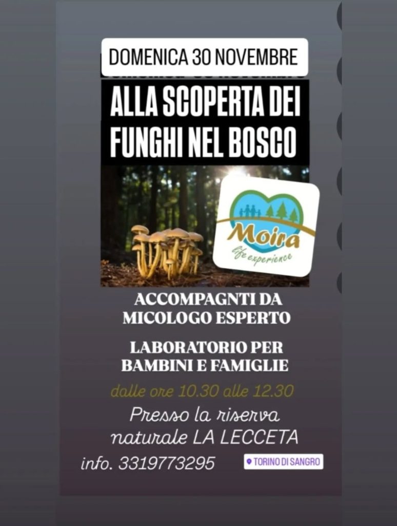 Alla scoperta dei funghi nel bosco nella Lecceta a Torino di Sangro