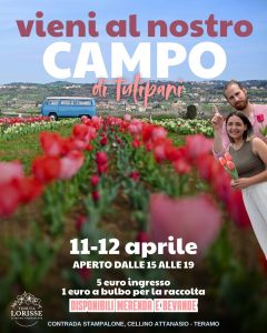 Campo di Tulipani a Cellino Attanasio- ultimo weekend di apertura