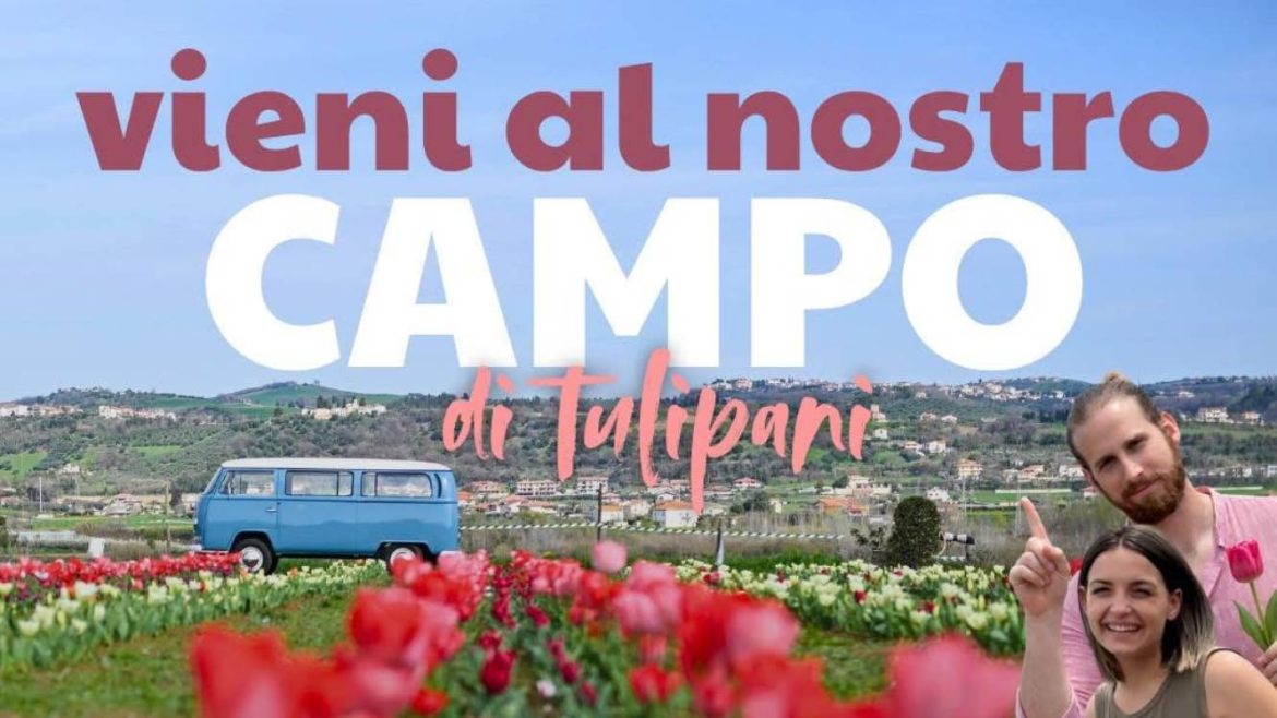 Campo di Tulipani a Cellino Attanasio: ultimo weekend di apertura