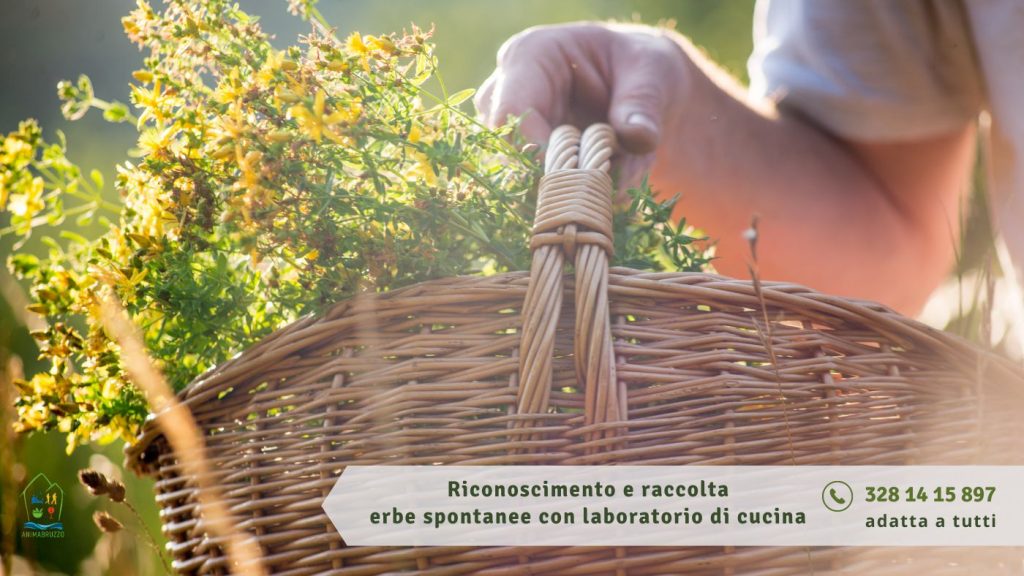 Erbe spontanee a Cepagatti riconoscimento, raccolta e laboratorio di cucina con l'ortica