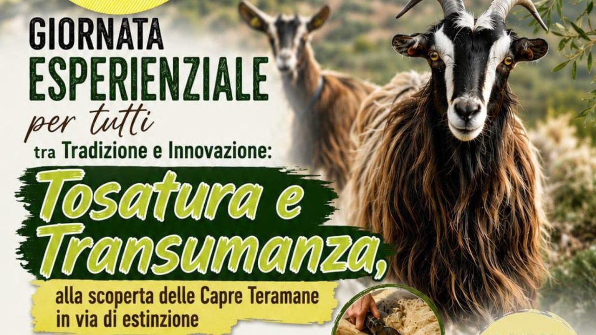 Tosatura e transumanza alla scoperta delle Capre Teramane in via di estinzione