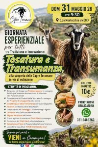 Tosatura e transumanza alla scoperta delle capre teramane in via di estinzione